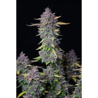 420 Fast Buds Purple Punch Auto - feminised