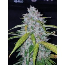 420 Fast Buds Six Shooter Auto - feminised