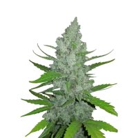 420 Fast Buds Sour Diesel Auto - feminised