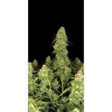 420 Fast Buds Sour Jealousy Auto - feminised