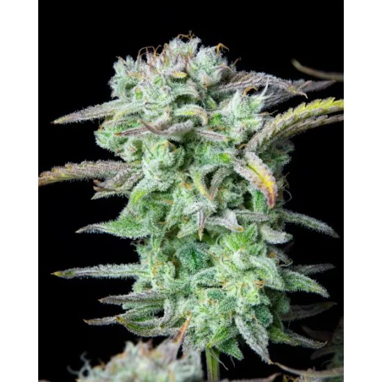 420 Fast Buds Strawberry Banana Auto - feminised