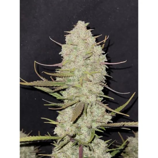 420 Fast Buds Tropicana Cookies Auto - feminised