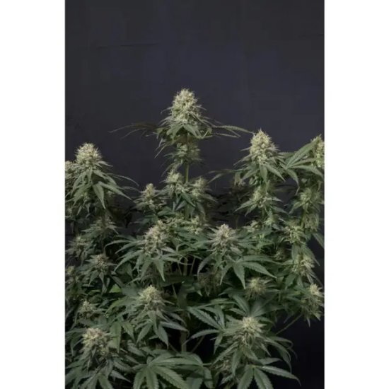 420 Fast Buds Tropicana Cookies FF - feminised