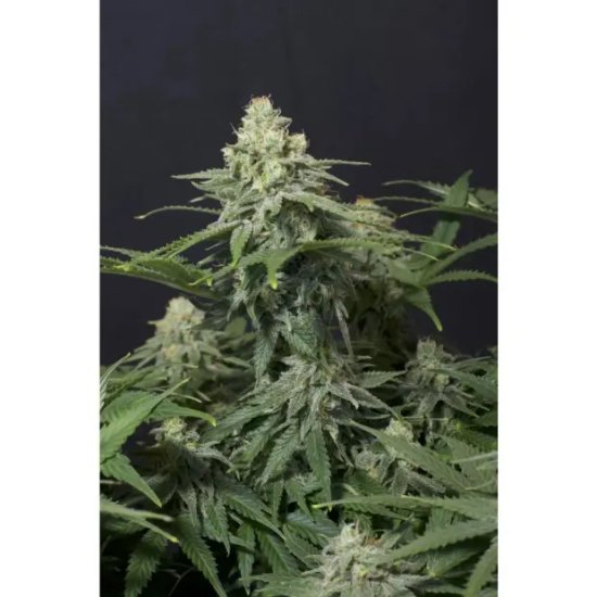 420 Fast Buds Wedding Cheesecake FF - feminised