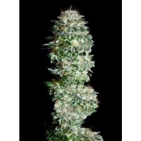 Absolute Cannabis Seeds Absolute Herer - feminised