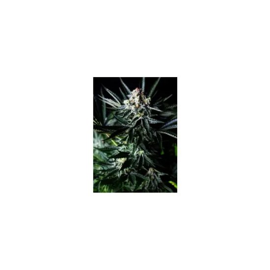 Absolute Cannabis Seeds Amazing Auto - feminised