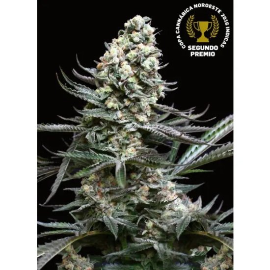 Absolute Cannabis Seeds Nordes - feminised