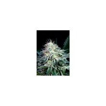 Absolute Cannabis Seeds Radical Auto - feminised