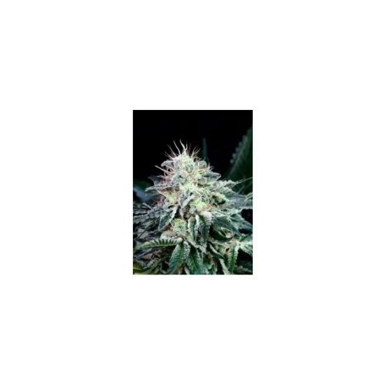 Absolute Cannabis Seeds Radical Auto - feminised