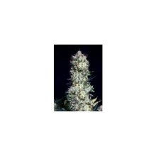 Absolute Cannabis Seeds Rittus Haze - feminised