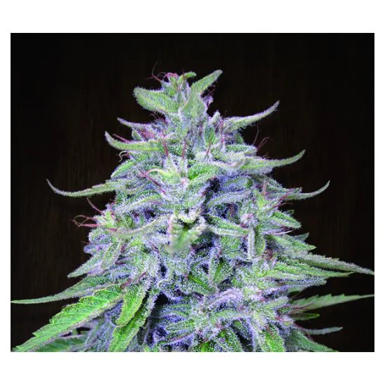 Ace Seeds Bangi Haze - feminised