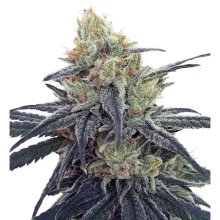 Ace Seeds CBD #1 - feminised