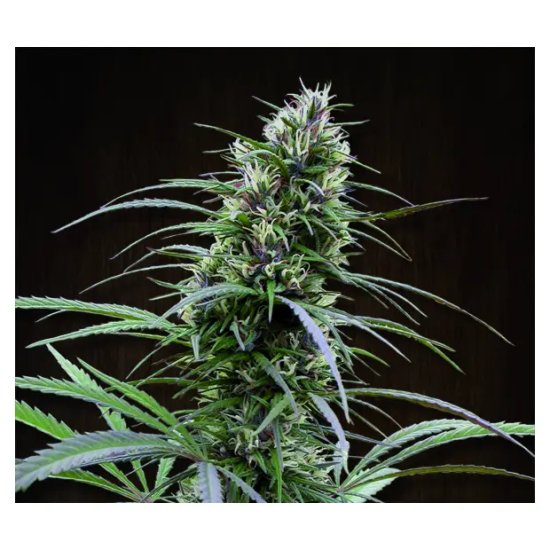 Ace Seeds Congo - feminised