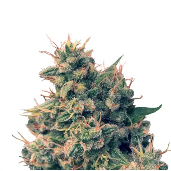 Ace Seeds Guawi - feminised