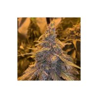 Ace Seeds Hashplant Haze X Kali China - feminised