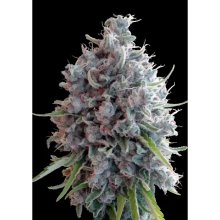 Ace Seeds Killer A5 Haze - feminised