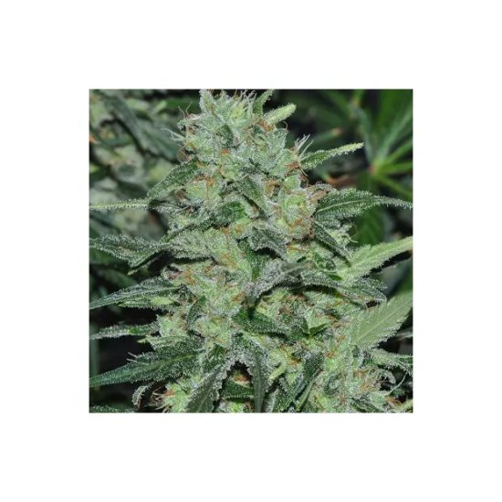 Ace Seeds Malawi - feminised