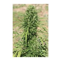 Ace Seeds Marruecos Beldia Kif - feminised