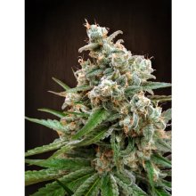 Ace Seeds Nepal Jam Pack De Cria - feminised