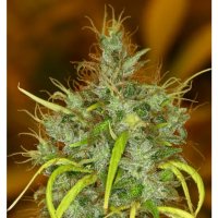 Ace Seeds Panama Haze - feminised