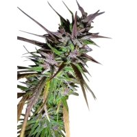 Ace Seeds Purple Pakistani Haze - feminised