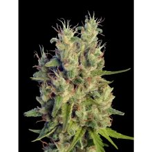 Ace Seeds Super Malawi Haze - feminised