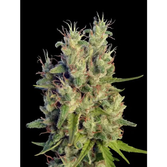 Ace Seeds Super Malawi Haze - feminised