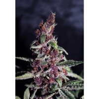 Ace Seeds Violeta - feminised