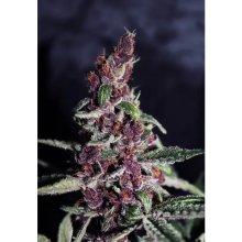 Ace Seeds Violeta - feminised