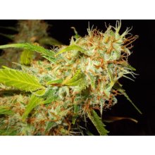 Ace Seeds Zamaldelica - feminised