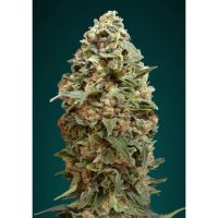 Advanced Seeds Afghan Skunk - feminised