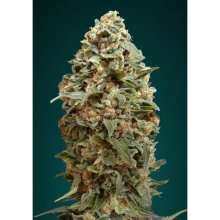 Advanced Seeds Afghan Skunk - feminised