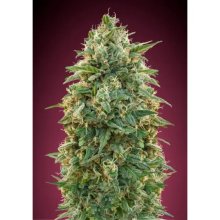 Advanced Seeds Amnesia - feminised