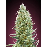 Advanced Seeds Amnesia Fast - feminised