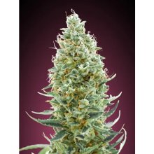 Advanced Seeds Amnesia Fast - feminised