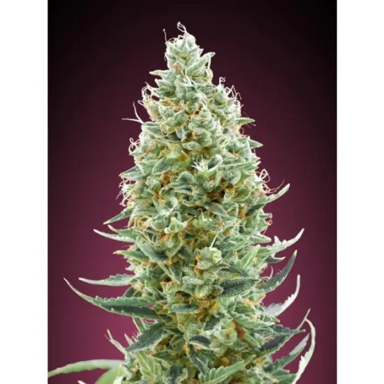 Advanced Seeds Amnesia Fast - feminised