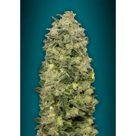 Advanced Seeds Auto Afghan Skunk - feminised