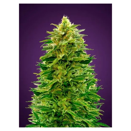 Advanced Seeds Auto Amnesia - feminised