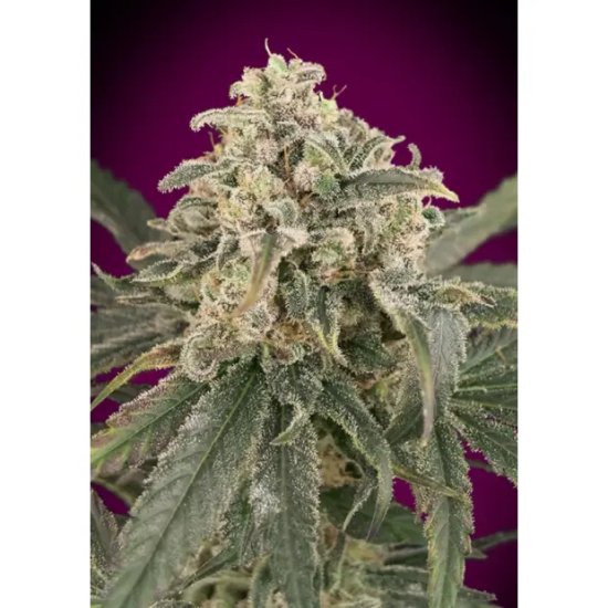 Advanced Seeds Auto Amnesia XXL - feminised