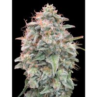 Advanced Seeds Auto Banana Cookies - feminised