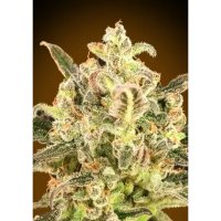 Advanced Seeds Auto Biodiesel Mass XXL - feminised