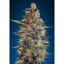 Advanced Seeds Auto Bluediesel - feminised