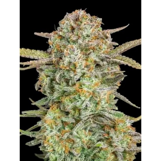 Advanced Seeds Auto Bruce Banner XXL - feminised