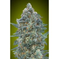 Advanced Seeds Auto Critical Lemon CBD - feminised