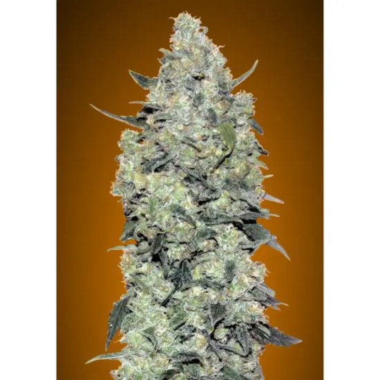 Advanced Seeds Auto Critical Mass - feminised