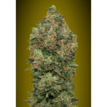 Advanced Seeds Auto Critical Soma - feminised