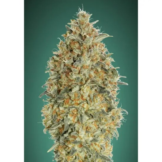 Advanced Seeds Auto Gorilla Blue - feminised