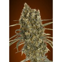 Advanced Seeds Auto Jack Herer - feminised