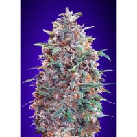 Advanced Seeds Auto Purple Diesel - feminised