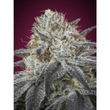 Advanced Seeds Auto Slurricane - feminised